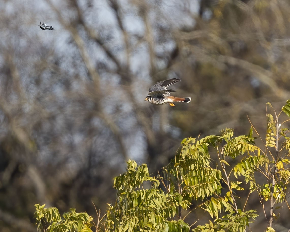 American Kestrel - ML644946081