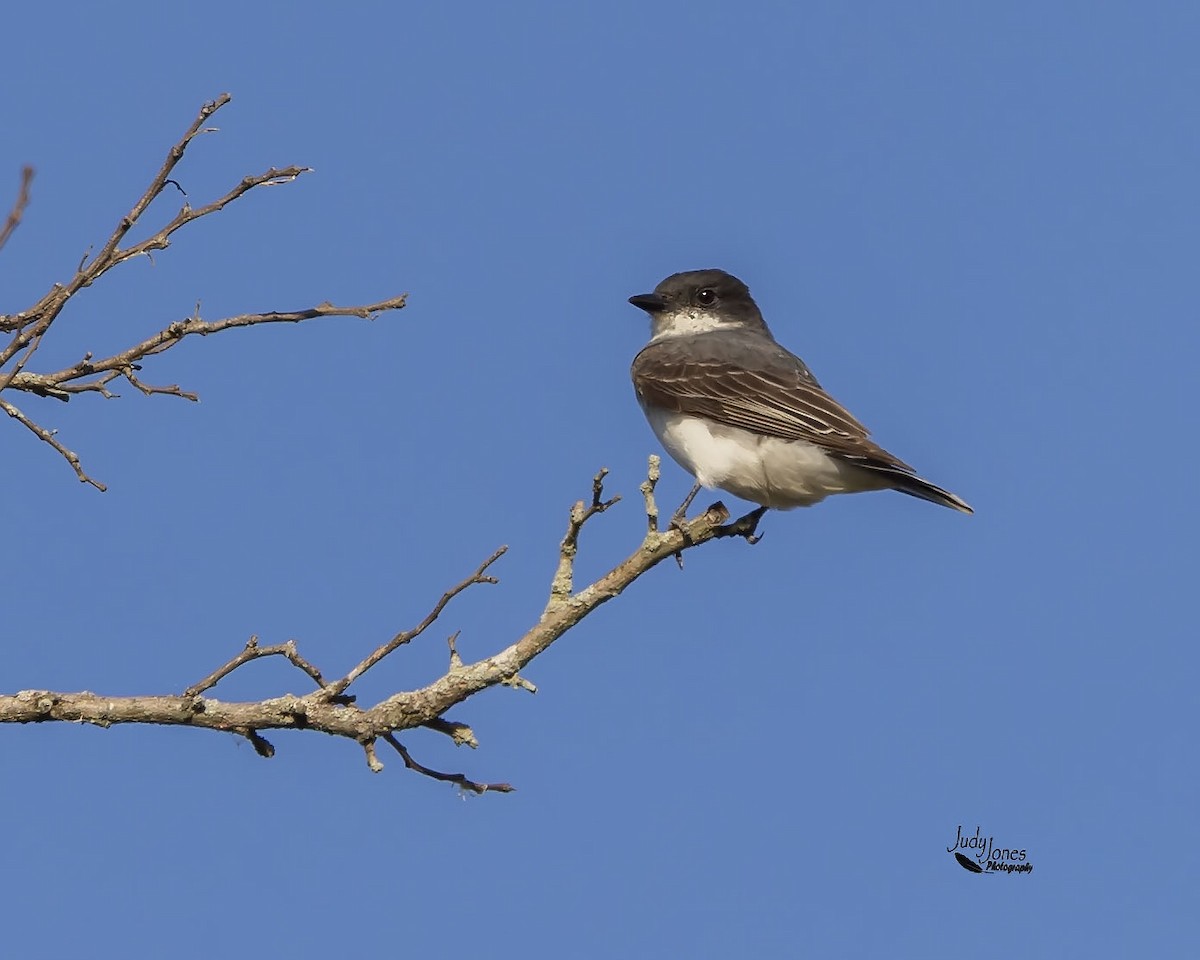 Eastern Kingbird - ML644946098