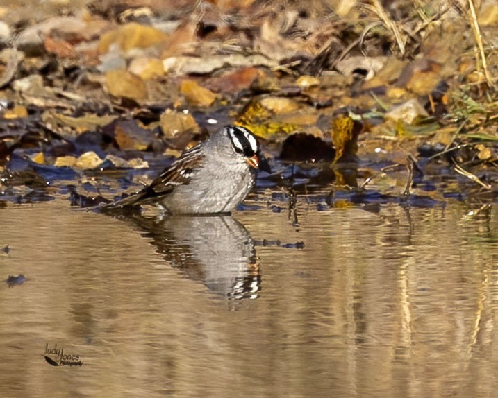 White-crowned Sparrow - ML644946120