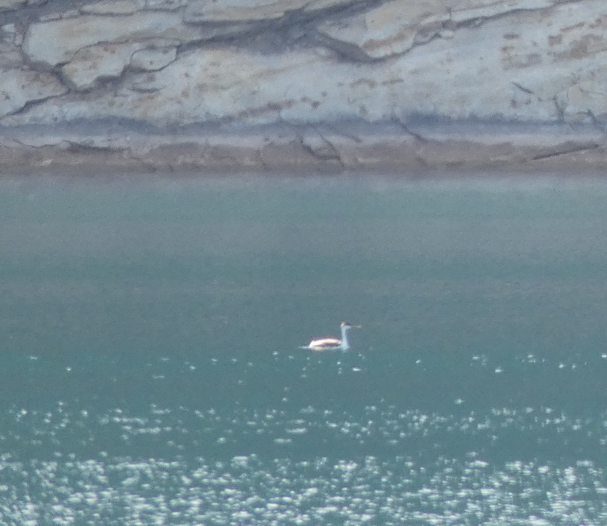 Western Grebe - ML644946123