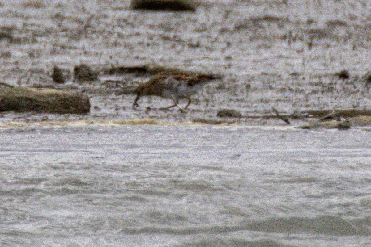 חופית כהת-חזה - ML644946126