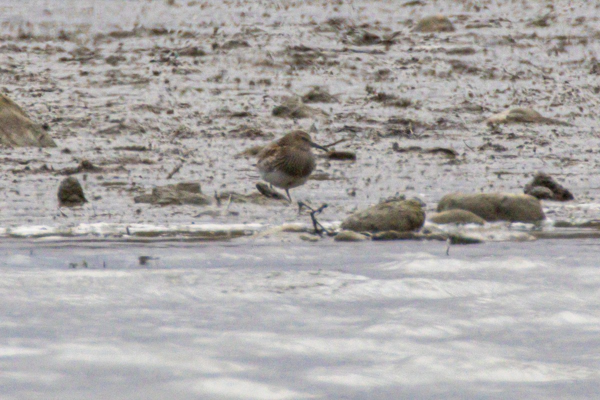 חופית כהת-חזה - ML644946127