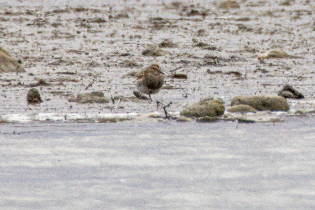 חופית כהת-חזה - ML644946128