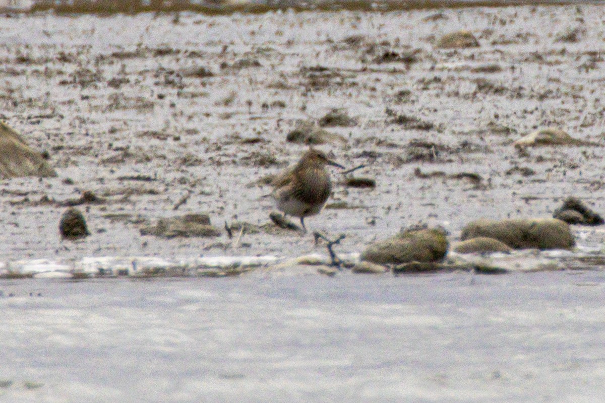 חופית כהת-חזה - ML644946129
