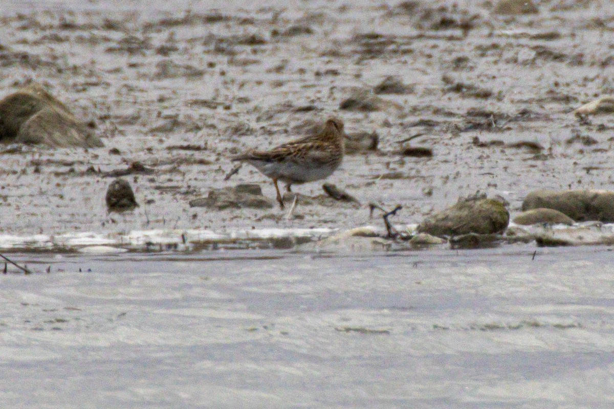 חופית כהת-חזה - ML644946130