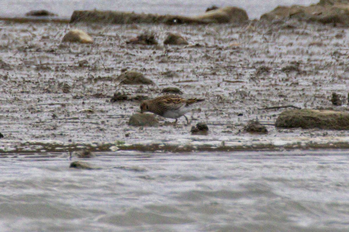 חופית כהת-חזה - ML644946132