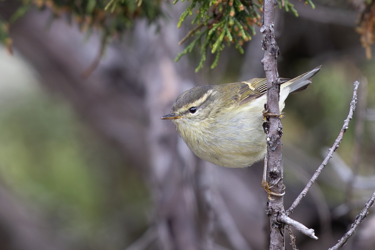 Buff-barred Warbler - ML644946152