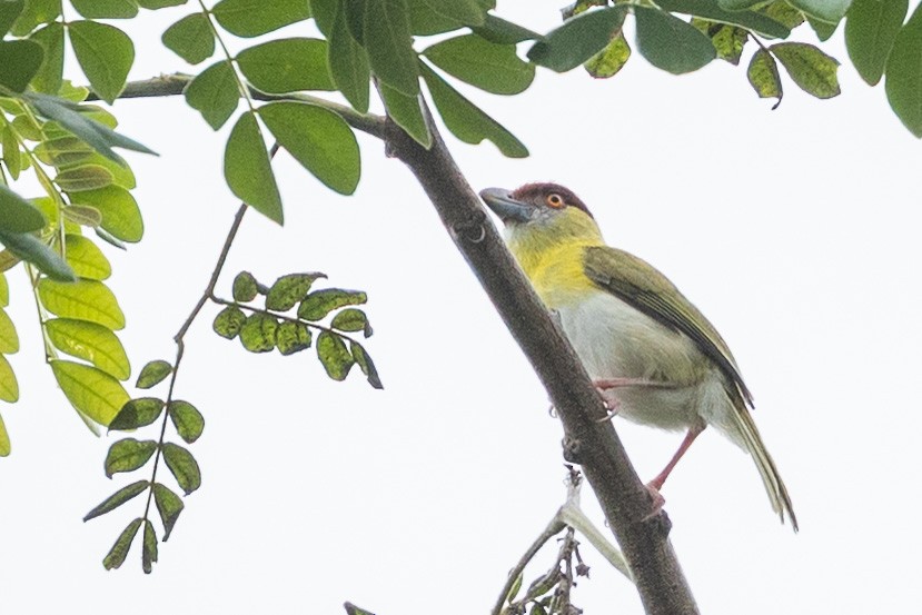 Віреон рудобровий - ML644946178