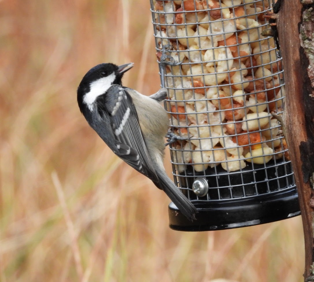 Coal Tit - ML644946187