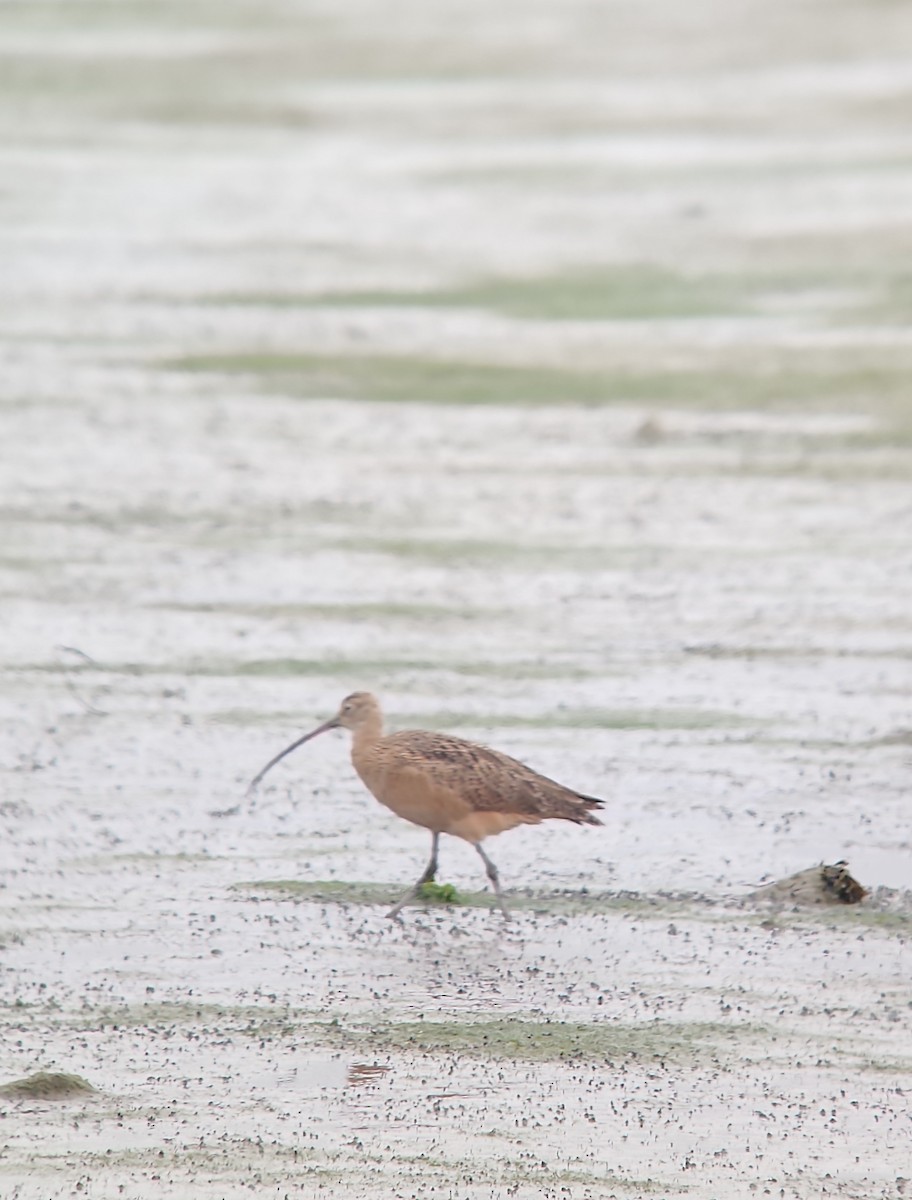 Long-billed Curlew - ML644946197