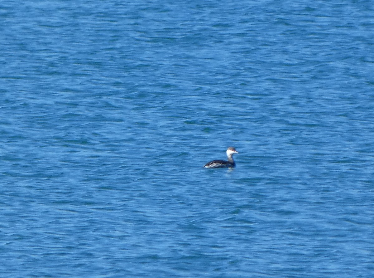 Horned Grebe - ML644946202