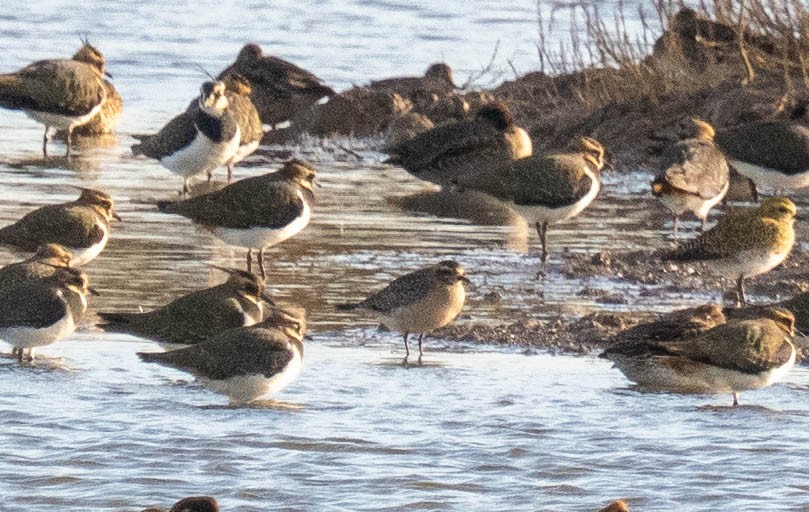 American Golden-Plover - ML644946214