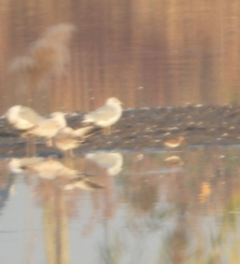 Pectoral Sandpiper - ML644946245