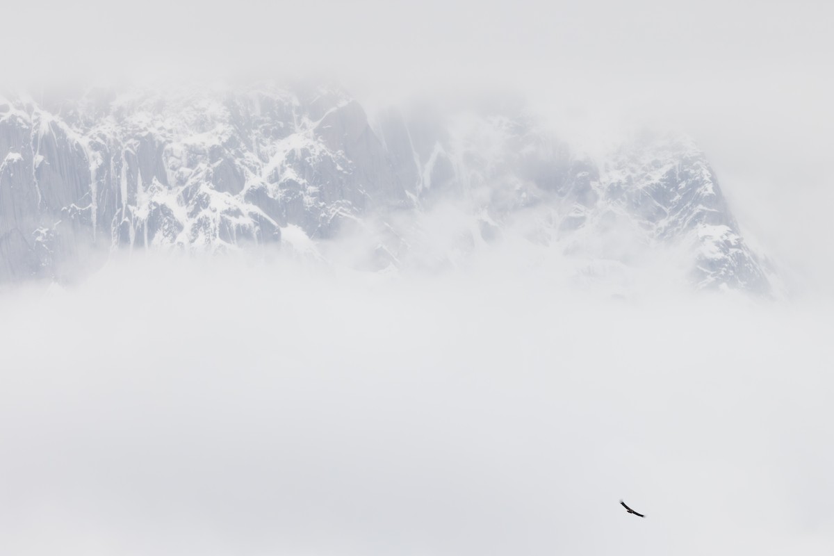 sup himálajský - ML644946269