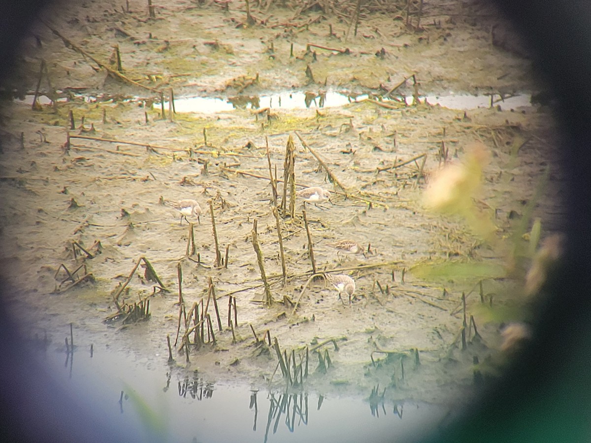 Sanderling - ML644946302