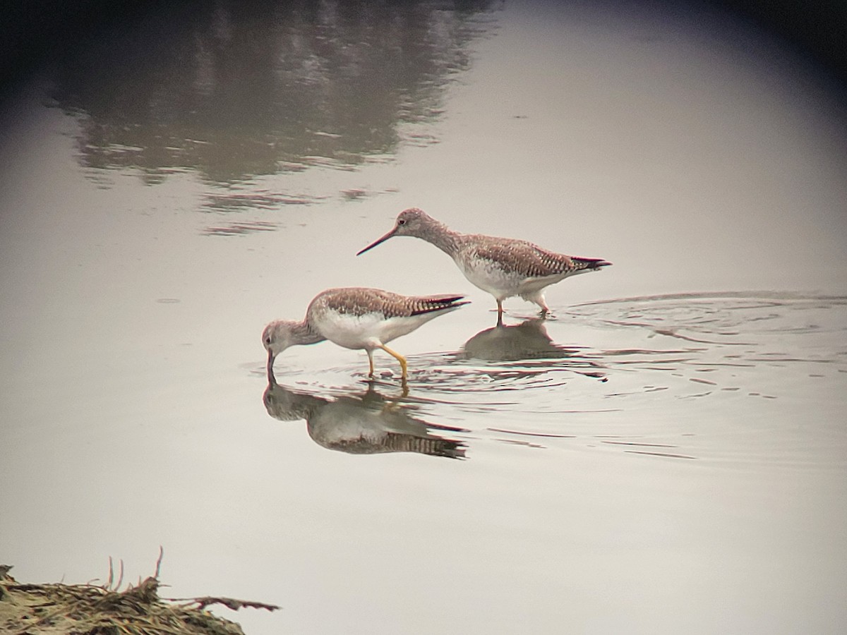 Greater Yellowlegs - ML644946308