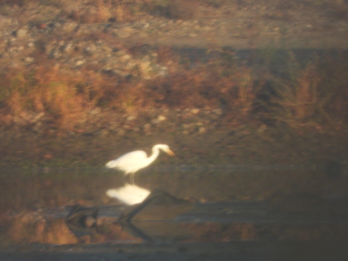 Great Egret - ML644946318