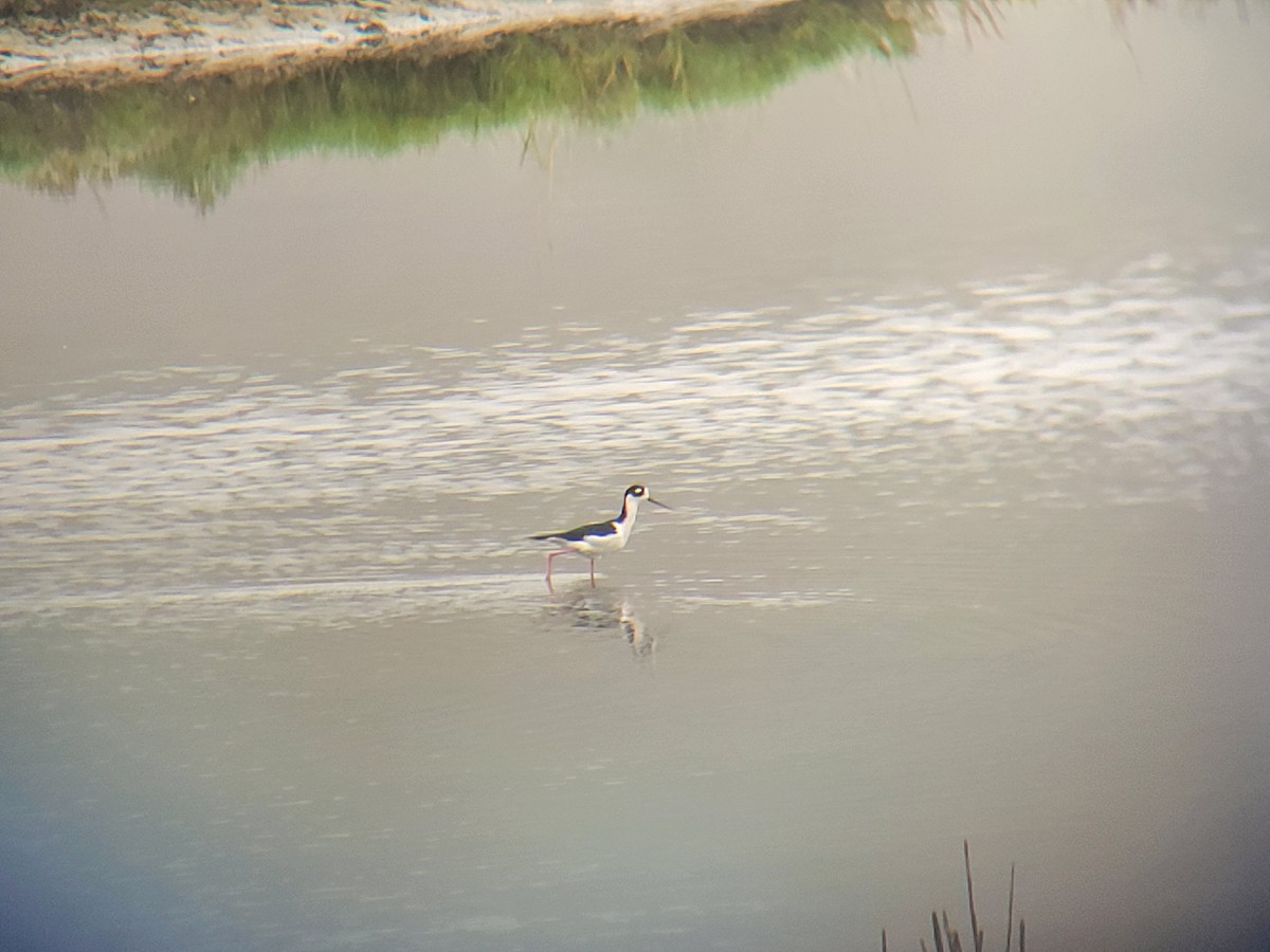Black-necked Stilt - ML644946326