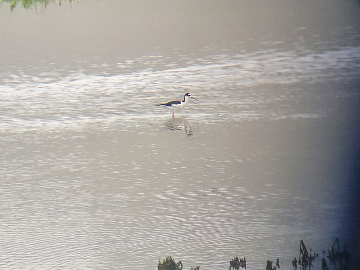 Black-necked Stilt - ML644946327