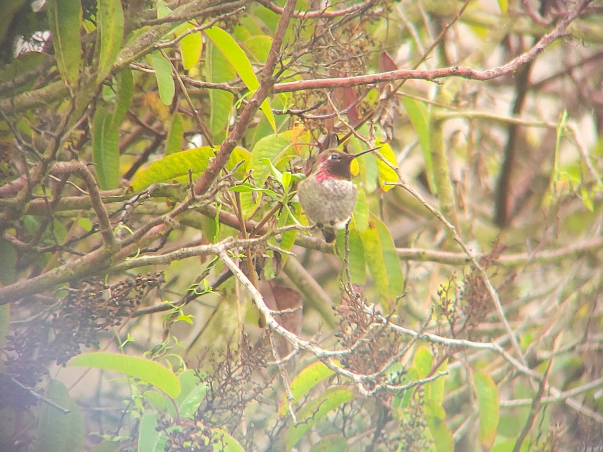 Anna's Hummingbird - ML644946328