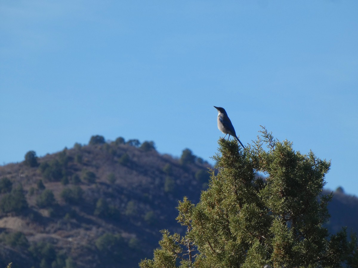 Woodhouse's Scrub-Jay - ML644946365