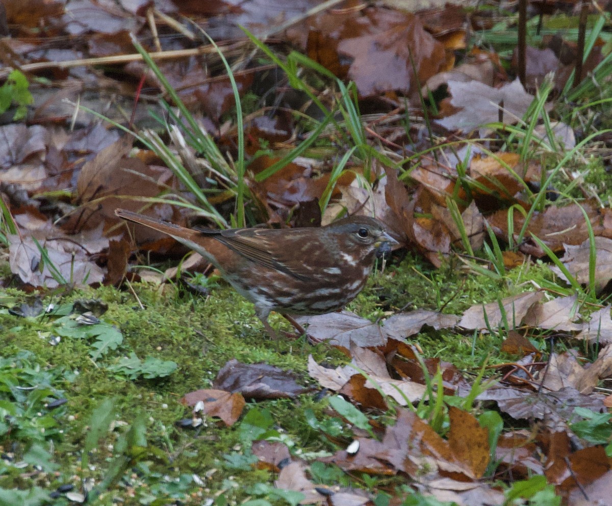 Fox Sparrow - ML644946405