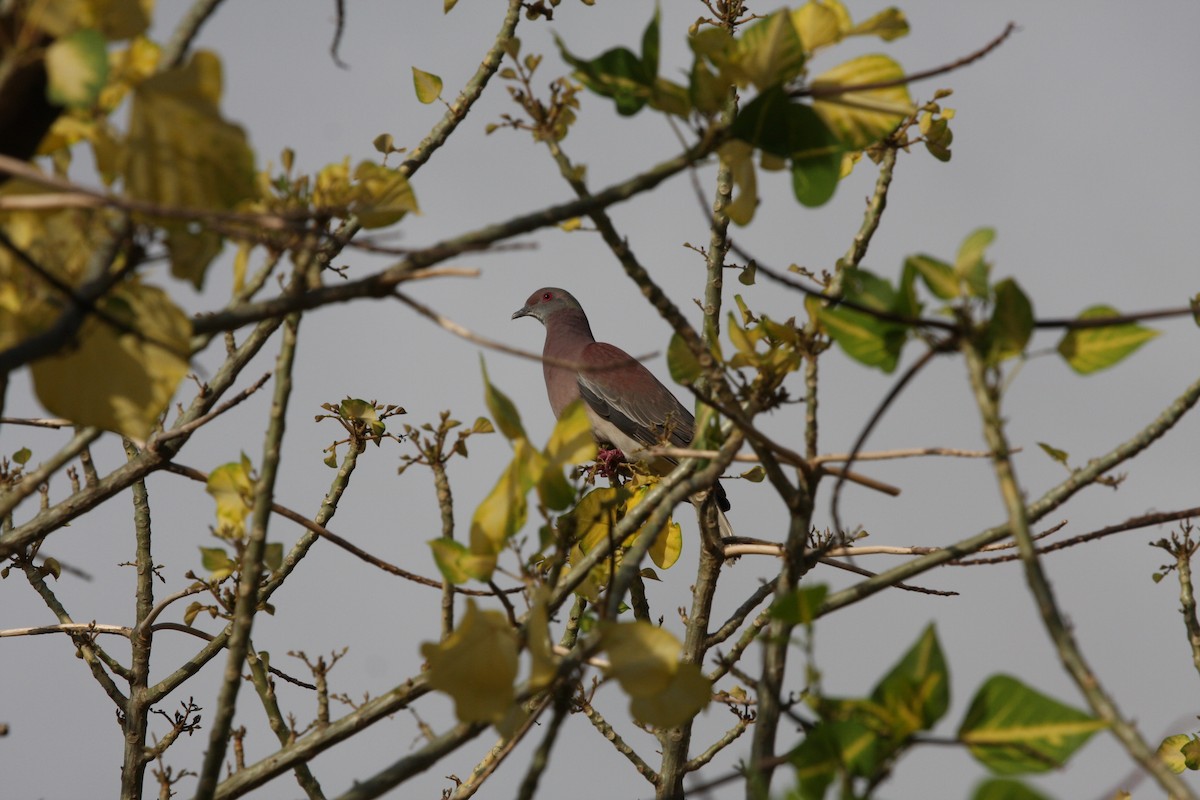Paloma Colorada - ML644946415