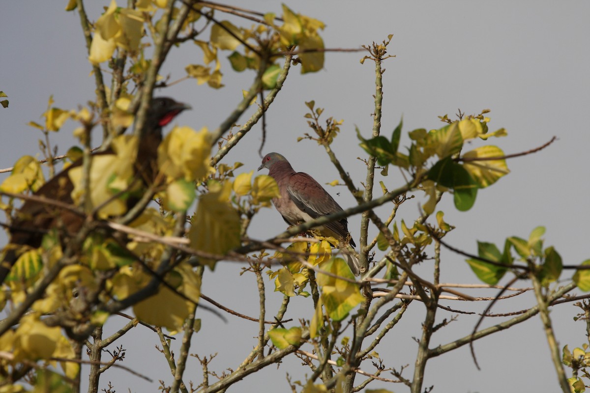 Paloma Colorada - ML644946416