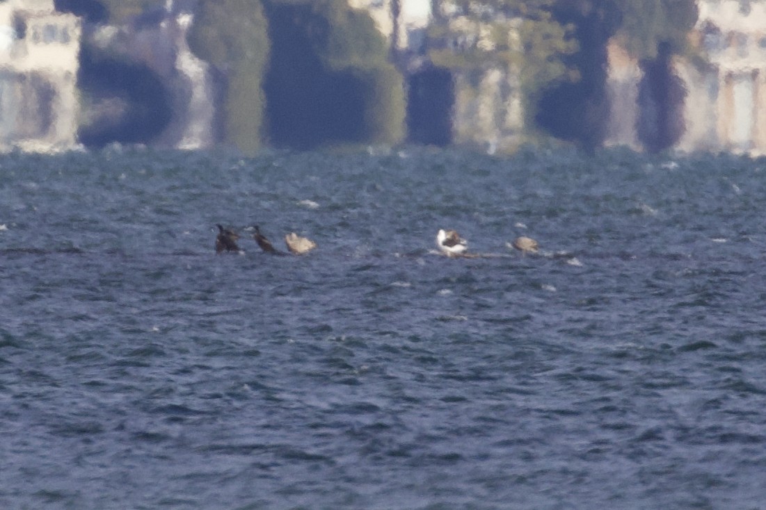 racek mořský - ML644946417