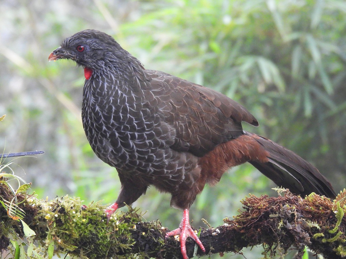 Пенелопа андська - ML644946460