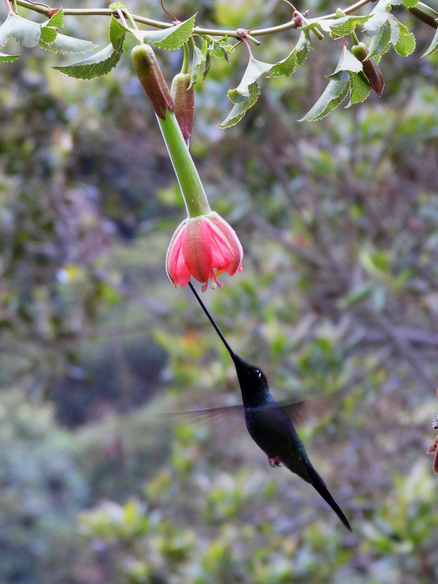 Sword-billed Hummingbird - ML644946486
