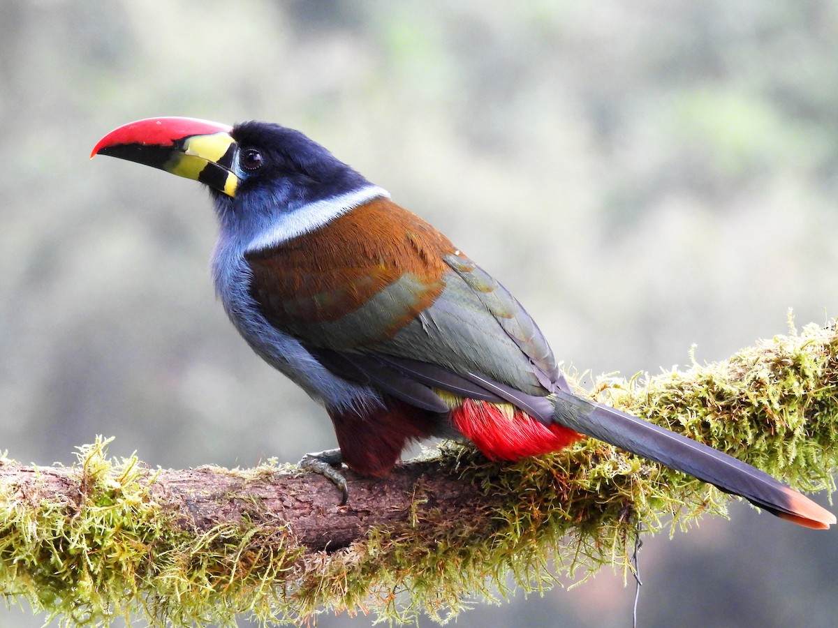 Gray-breasted Mountain-Toucan - ML644946504