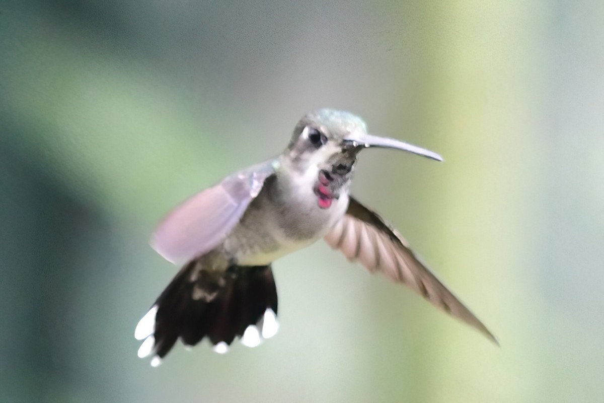 Long-billed Starthroat - ML644946505