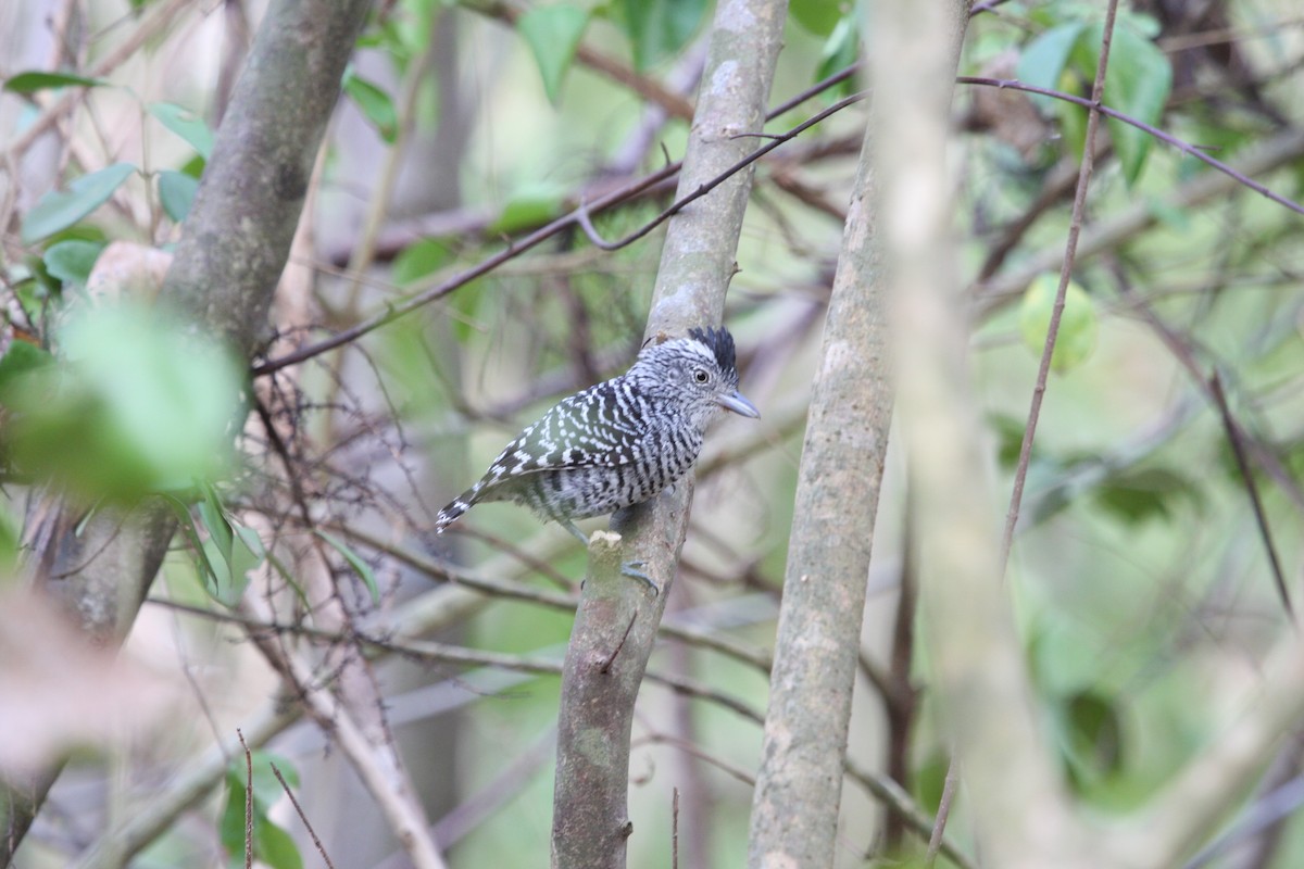 Bindenameisenwürger - ML644946518