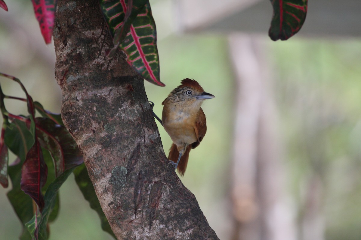 Bindenameisenwürger - ML644946519