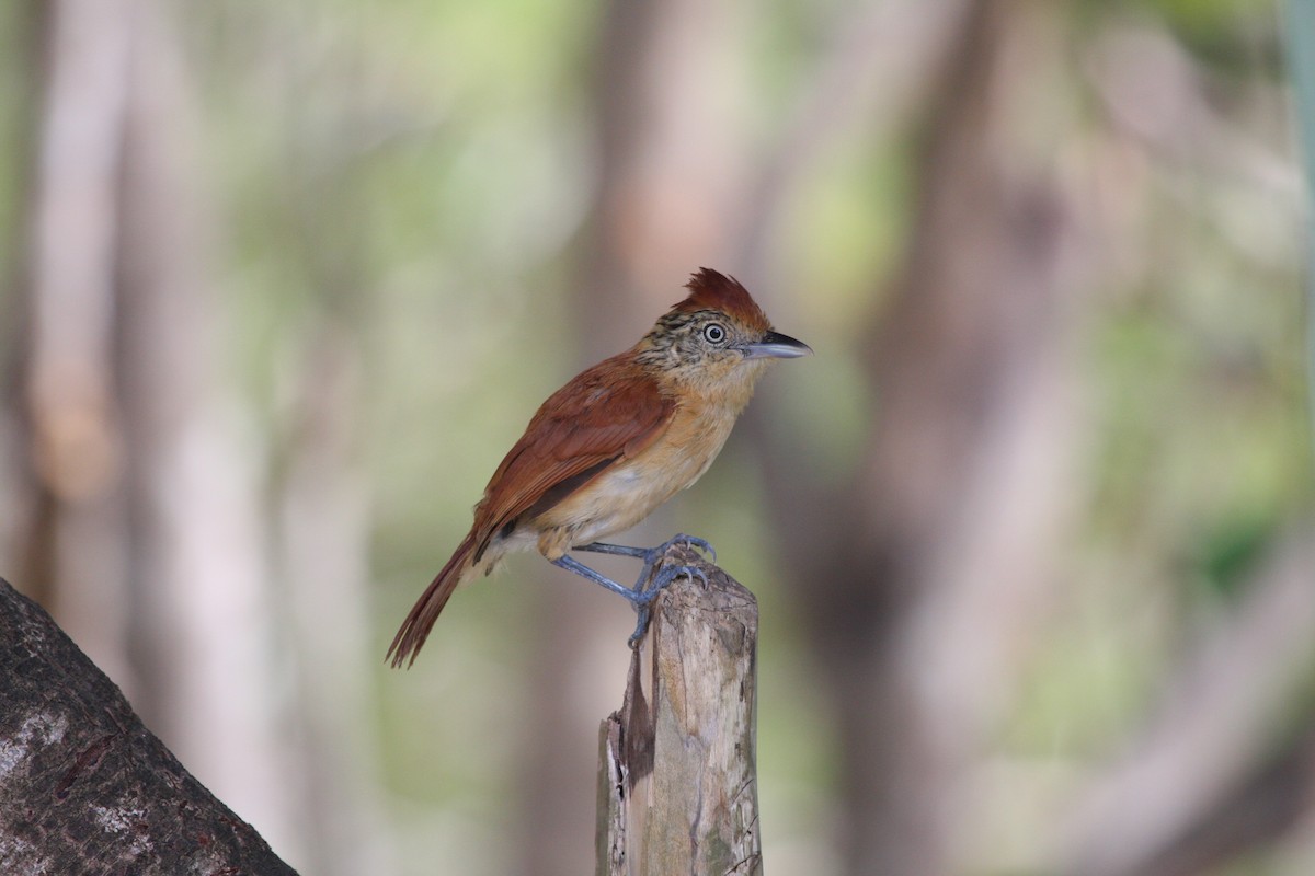 Bindenameisenwürger - ML644946521