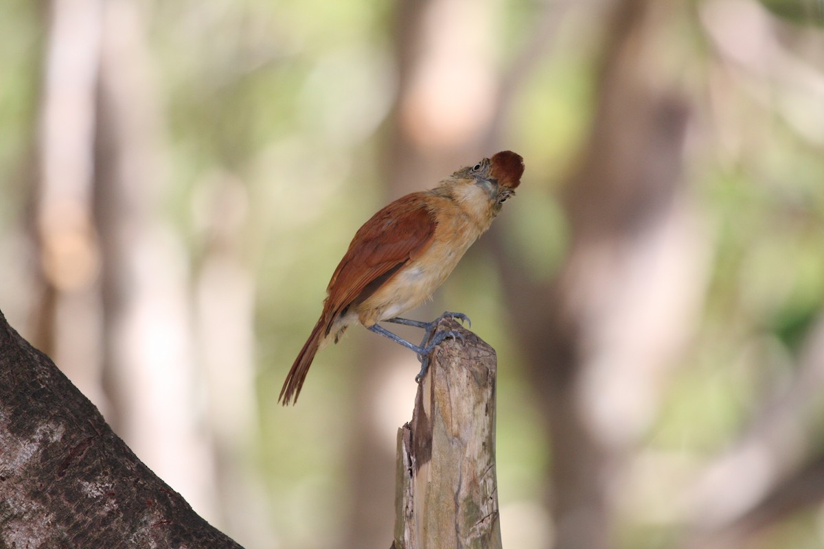 Bindenameisenwürger - ML644946522