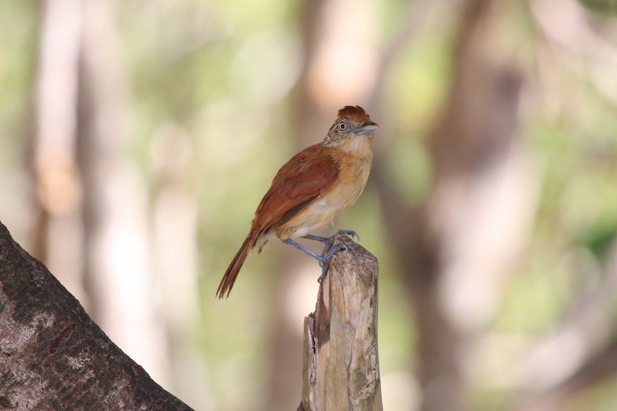 Bindenameisenwürger - ML644946523