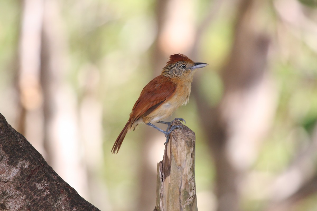 Bindenameisenwürger - ML644946524