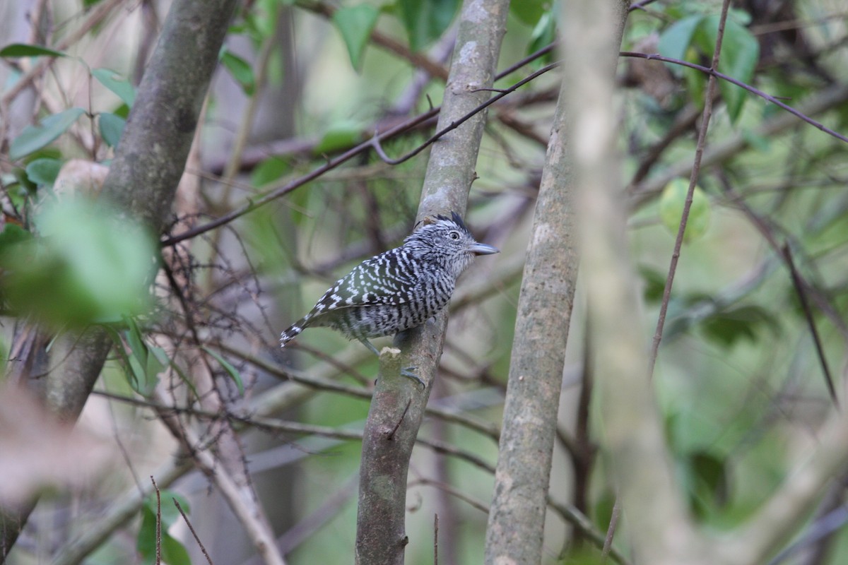 Bindenameisenwürger - ML644946525