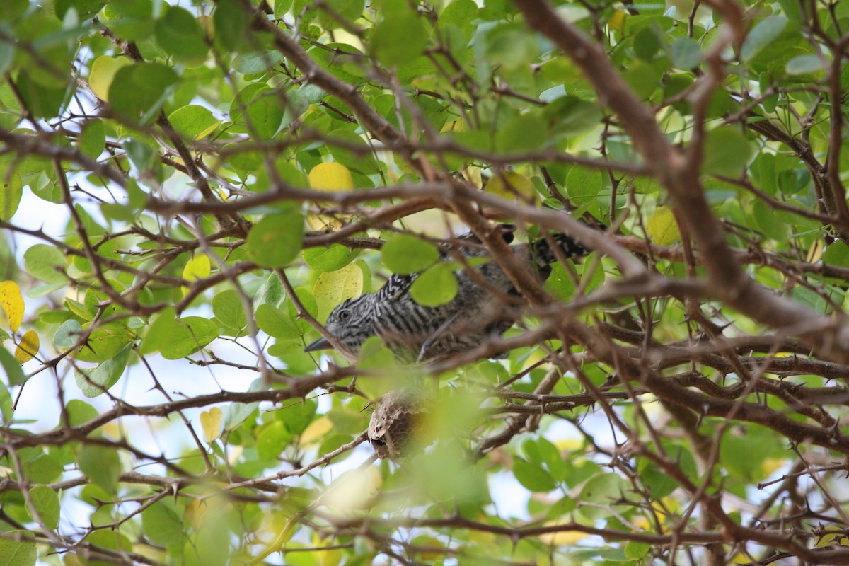 Bindenameisenwürger - ML644946526