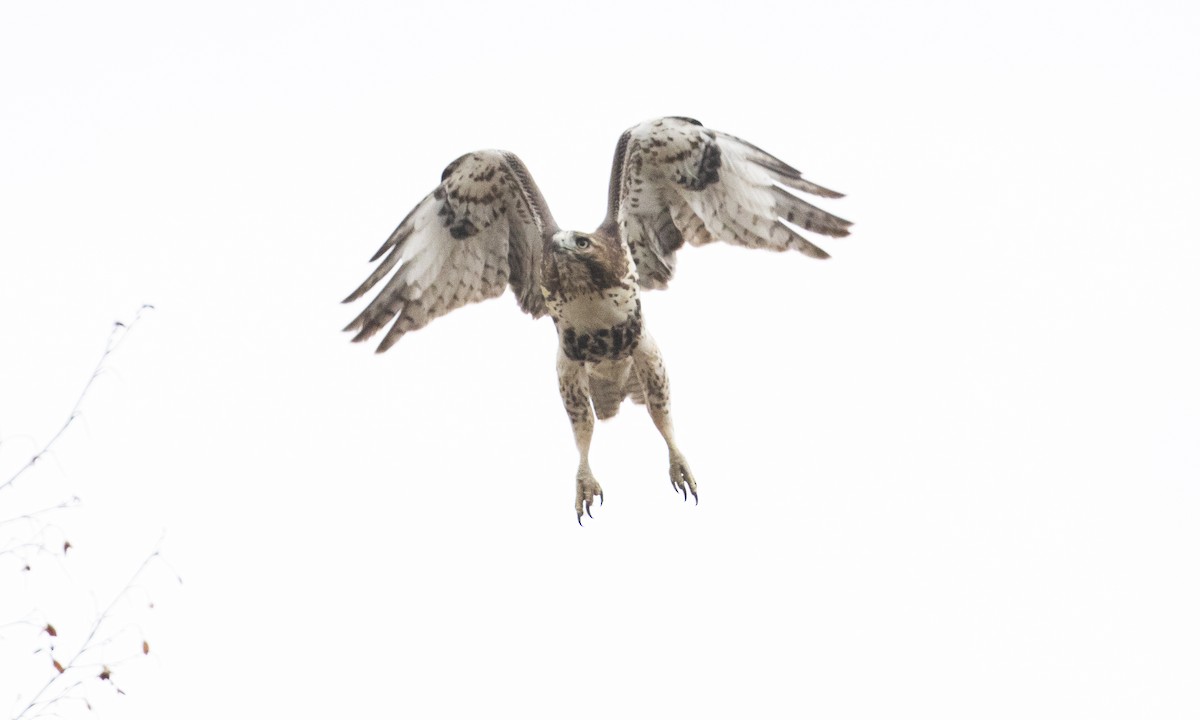 Red-tailed Hawk - ML644946531