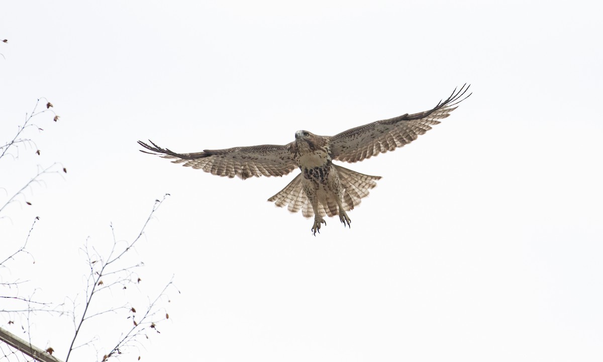 Red-tailed Hawk - ML644946532