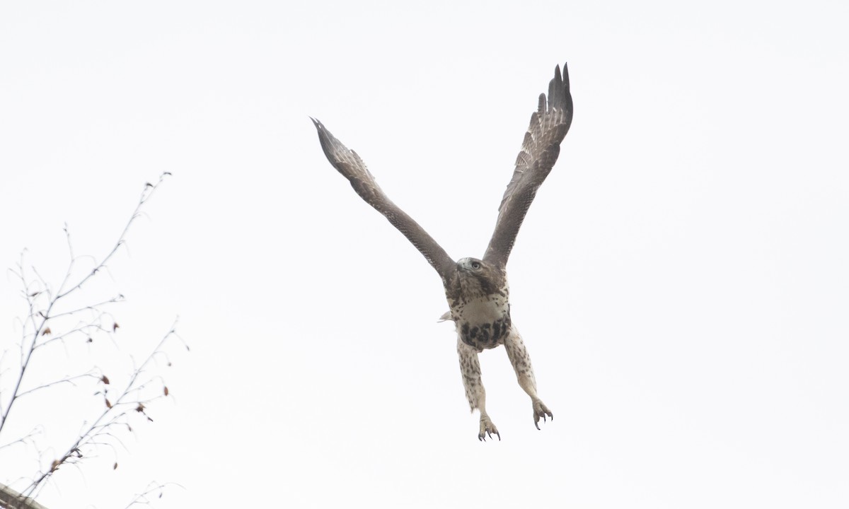 Red-tailed Hawk - ML644946533