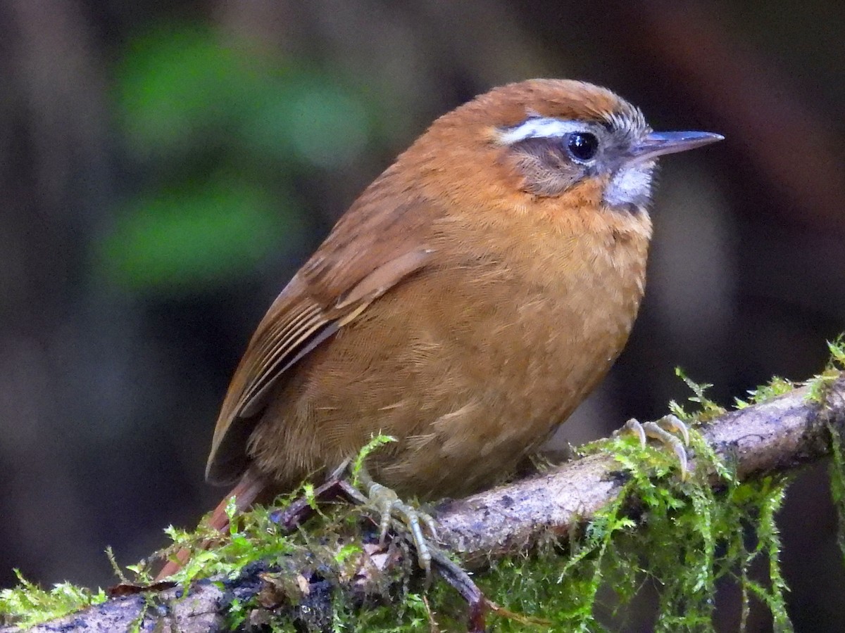 White-browed Spinetail - ML644946541
