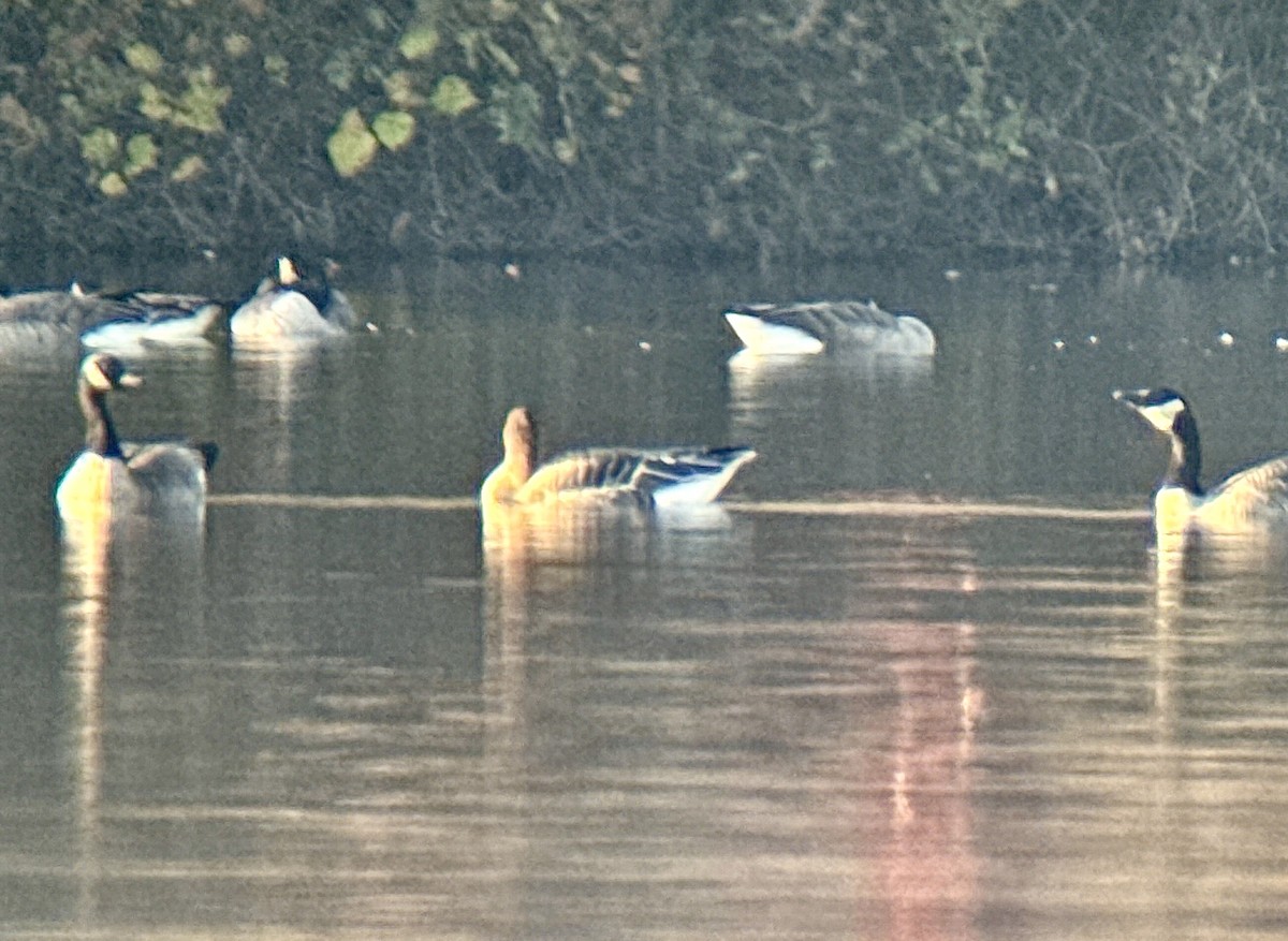 Tundra Kazı - ML644946567