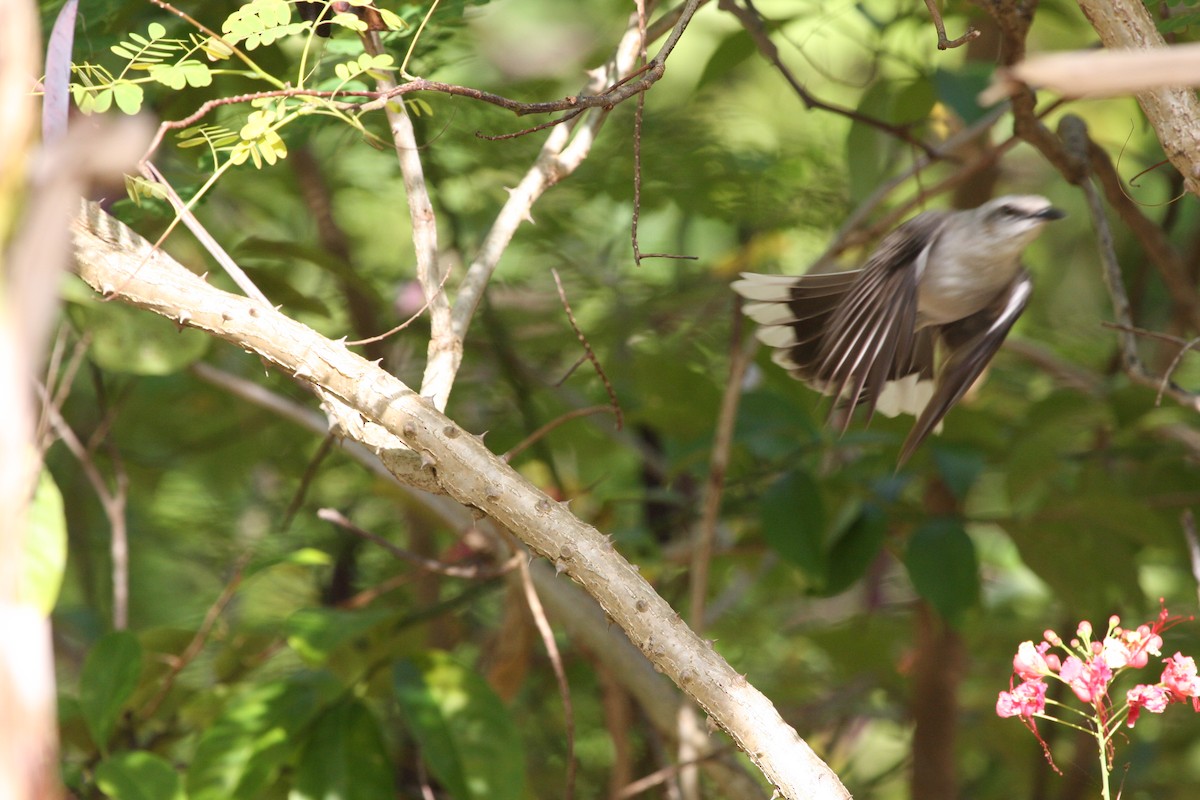 Tropikal Taklitçi - ML644946576