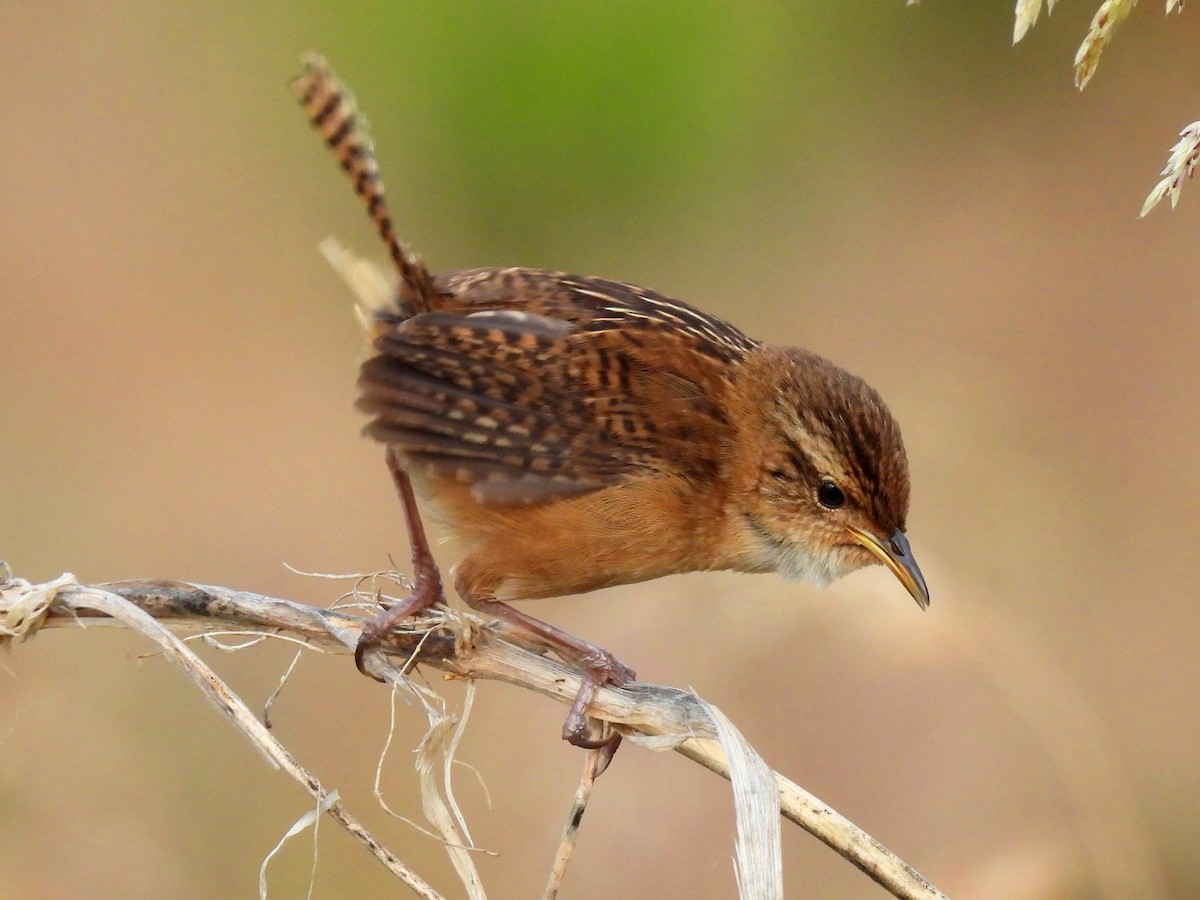 Grass Wren - ML644946579