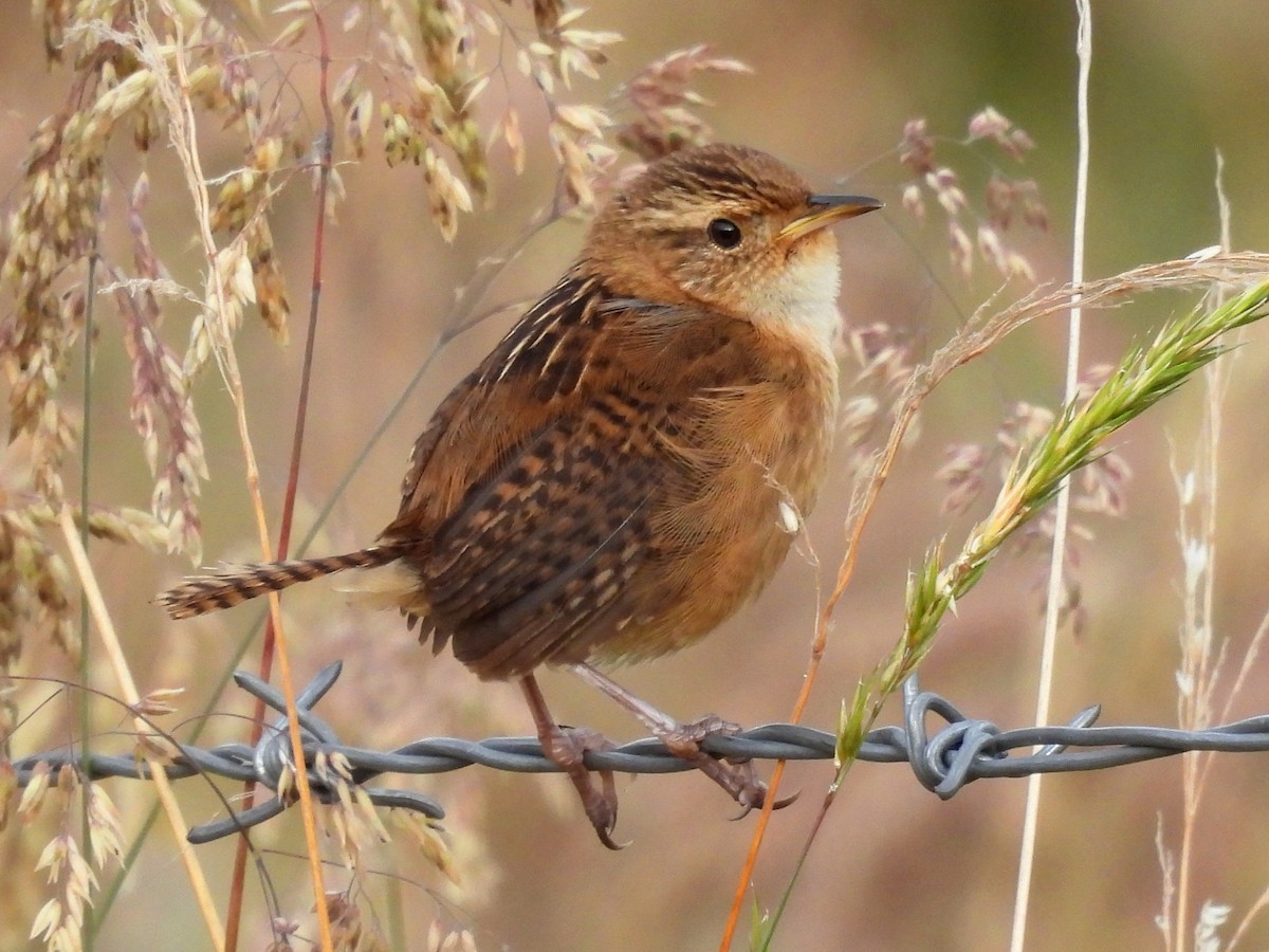 Grass Wren - ML644946580