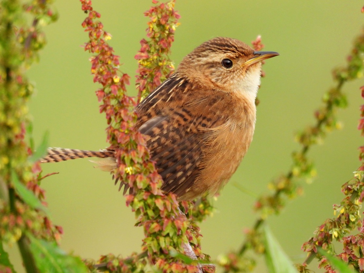 Grass Wren - ML644946582